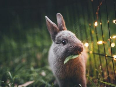 adobt-rabbit